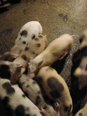 Purcei   Porci   Scrofita  - imagine 2