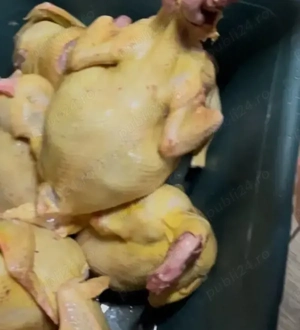 Pui de casa ,crescuți cu cereale 