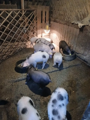 Purcei   Porci   Scrofita  - imagine 4