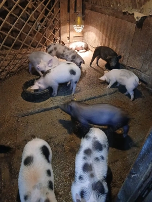 Purcei   Porci   Scrofita  - imagine 5