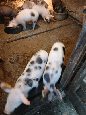 Purcei   Porci   Scrofita  - imagine 3