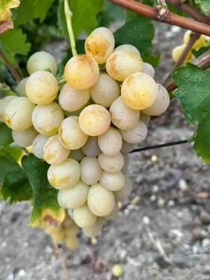 butasi de vita de vie de anul 2 și de anul 3