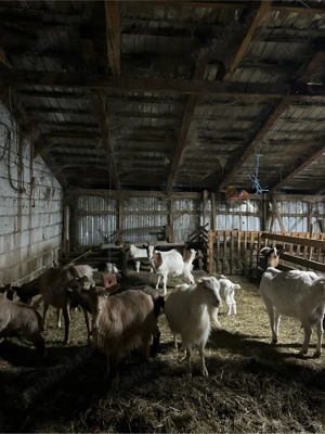 vand capre  - imagine 5