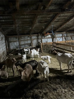 vand capre  - imagine 3