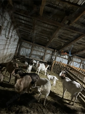 vand capre  - imagine 2