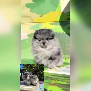 Mascul merle cu pedegree - imagine 2