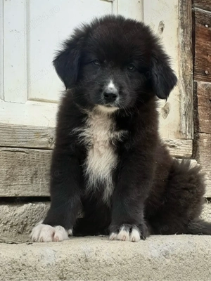 femela ciobanesc corb - imagine 2