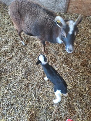 oi camrun dau si la schimn - imagine 5