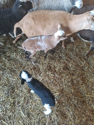 oi camrun dau si la schimn - imagine 2