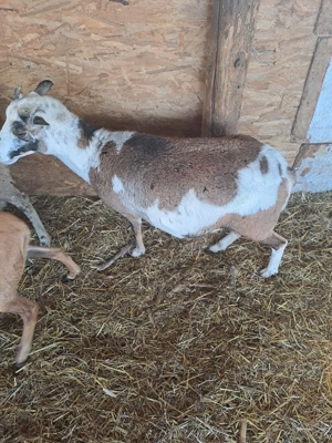 oi camrun dau si la schimn - imagine 4