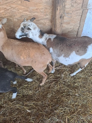 oi camrun dau si la schimn