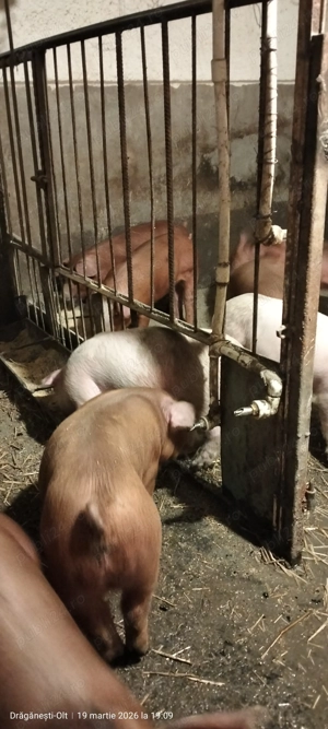 Purcei duroc x F1 - imagine 14