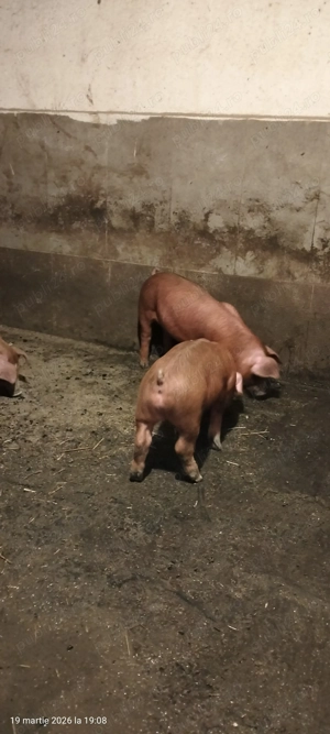 Purcei duroc x F1 - imagine 8