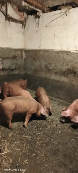 Purcei duroc x F1 - imagine 3