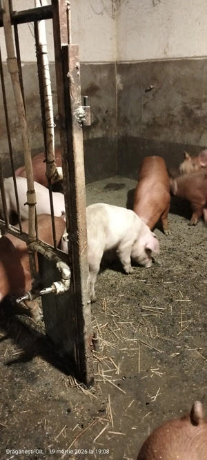 Purcei duroc x F1 - imagine 5