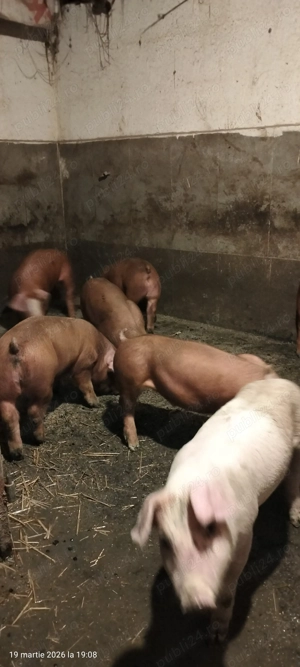 Purcei duroc x F1 - imagine 6
