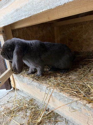 Berbec German Mascul  - imagine 4