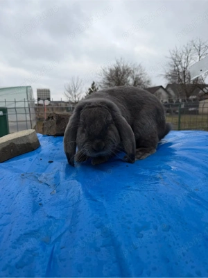 Berbec German Mascul  - imagine 2