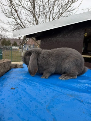 Berbec German Mascul  - imagine 3