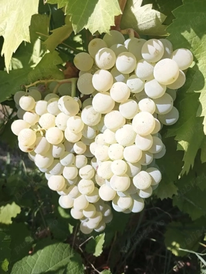 butasi de vita de vie de anul 2 și de anul 3 