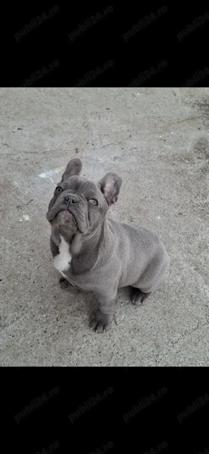 Mascul blue talie mica 