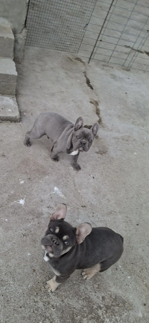 Mascul blue talie mica  - imagine 4