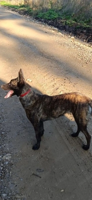 Vand urgent femela Ciobanesc Belgian Malinois - imagine 2