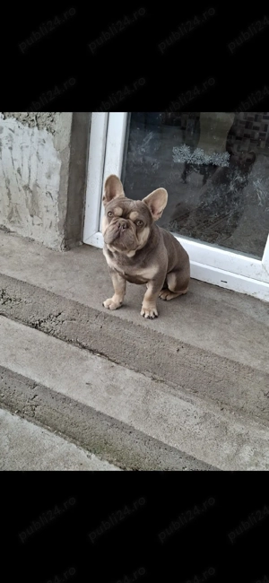 Disponibil Mascul Bulldog francez  - imagine 2