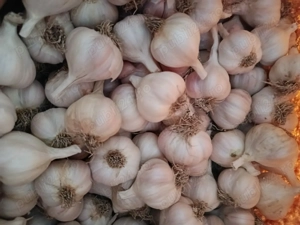 usturoi frumos sanatos