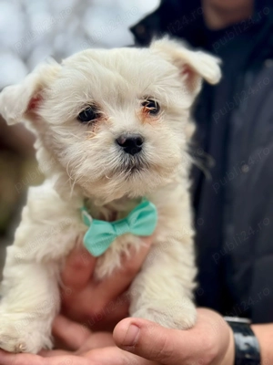 Cățeluși drăguți caută stăpâni iubitori  - imagine 2