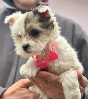 Cățeluși drăguți caută stăpâni iubitori  - imagine 4