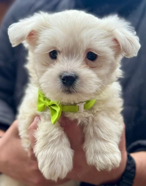 Cățeluși drăguți caută stăpâni iubitori  - imagine 3