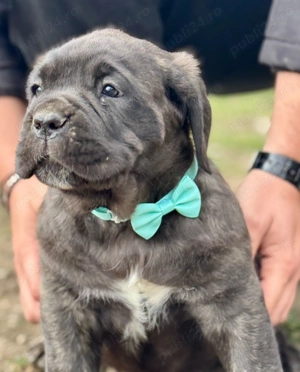 Cățeluși Cane Corso cu pedigree tip A  - imagine 2