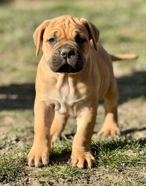 Cățeluși Cane Corso cu pedigree tip A  - imagine 4