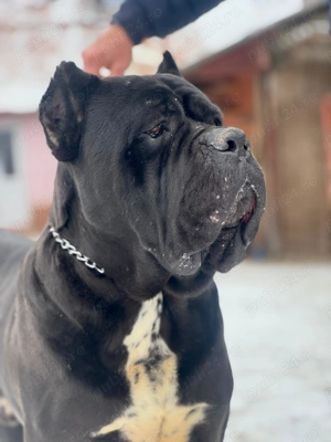 Cățeluși Cane Corso cu pedigree tip A  - imagine 5
