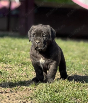 Cățeluși Cane Corso cu pedigree tip A  - imagine 3