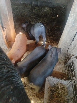 Purcei de vanzare - imagine 4