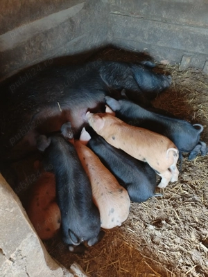 Purcei de vanzare - imagine 3