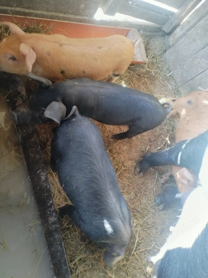 Purcei de vanzare - imagine 5