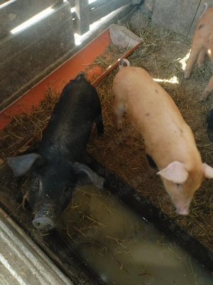 Purcei de vanzare - imagine 2