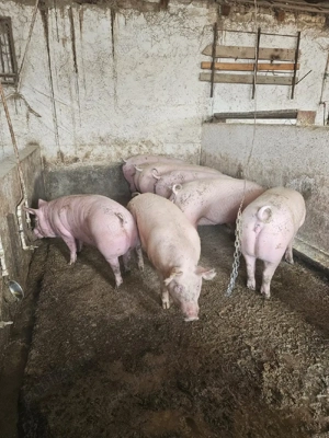 vind porci grasi  - imagine 4