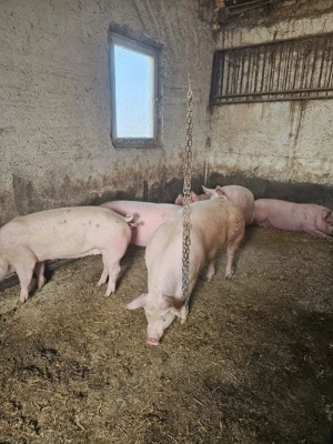 vind porci grasi  - imagine 3