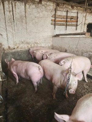 vind porci grasi  - imagine 2