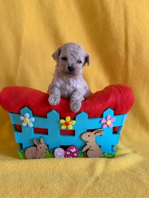 Fetita Poodle Toy  - imagine 2