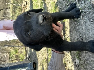 Pui de labrador draguti si iubitori  - imagine 4