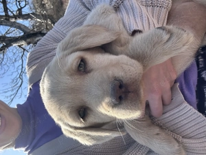 Pui de labrador draguti si iubitori  - imagine 3