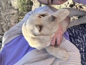 Pui de labrador draguti si iubitori  - imagine 2