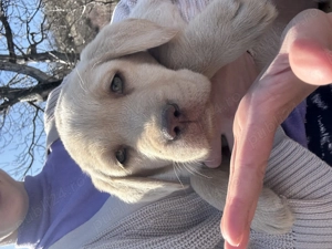 Pui de labrador draguti si iubitori 