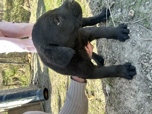 Pui de labrador draguti si iubitori  - imagine 5