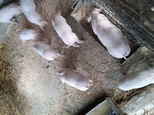 De vînzare landrace  . - imagine 2